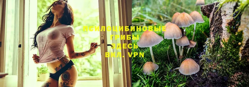 Псилоцибиновые грибы Magic Shrooms Дмитровск